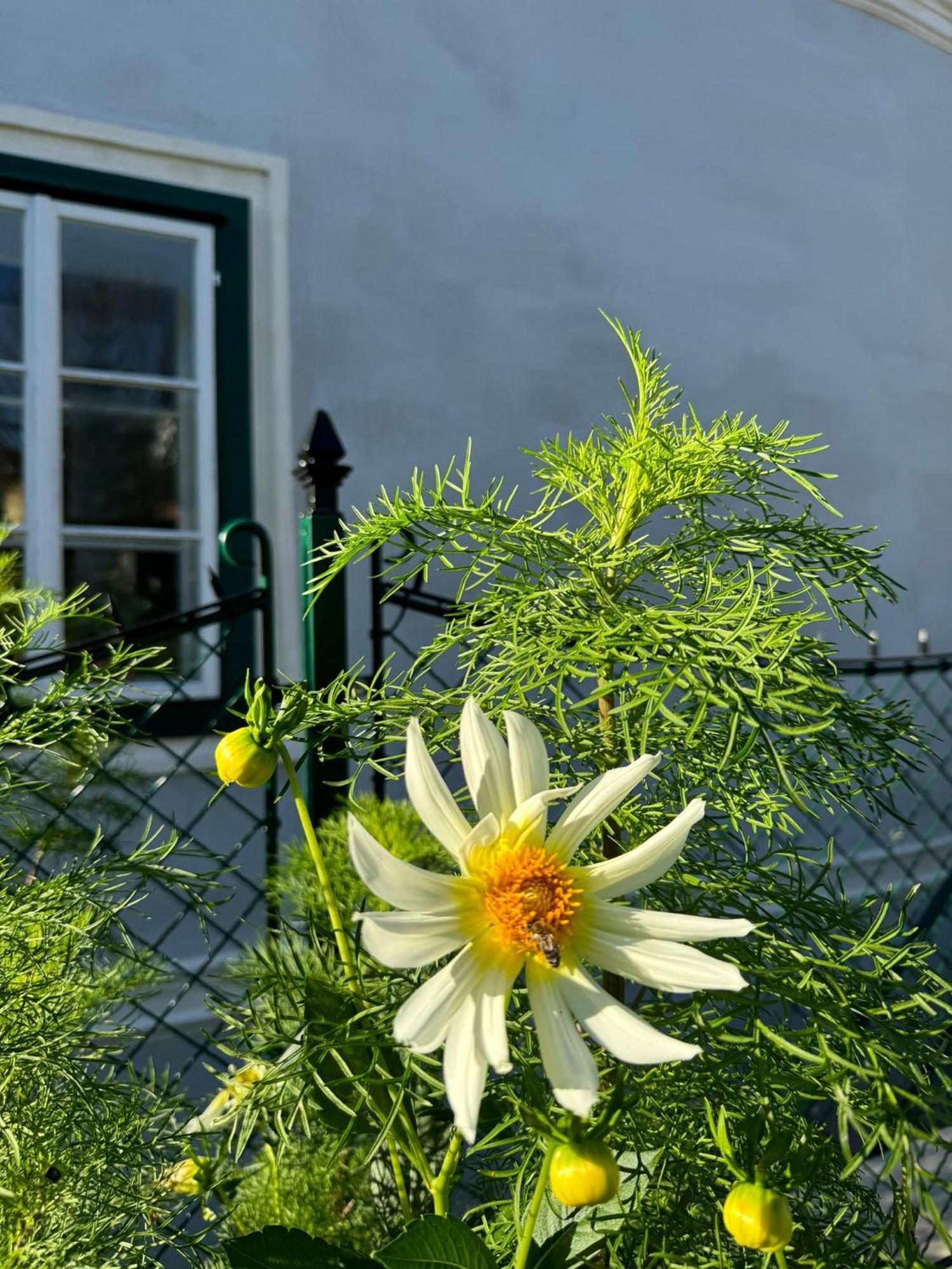 Podenhaus Bad Aussee Zewnętrze zdjęcie